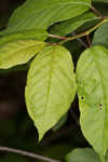 Chokecherry